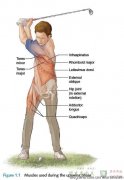 高尔夫挥杆阶段主要用到的肌肉和关节