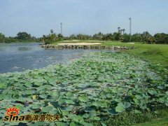 苏湾高尔夫俱乐部美景 莲花水湖